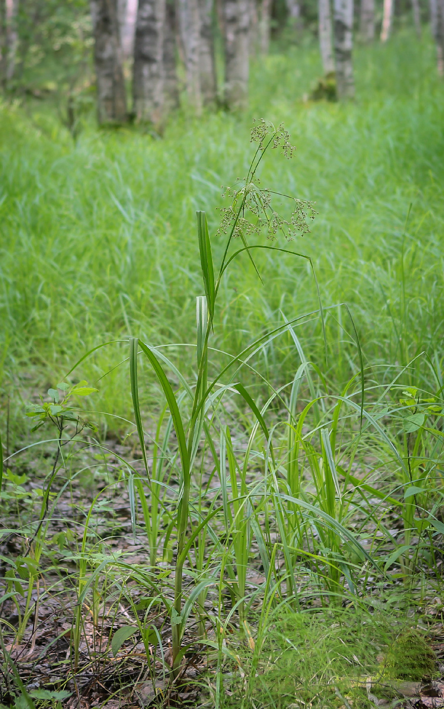 Image of Scirpus sylvaticus specimen.