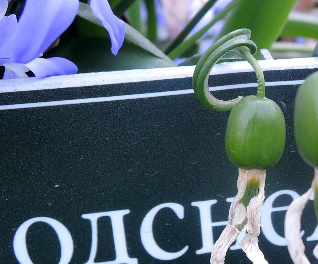 Image of Galanthus elwesii specimen.