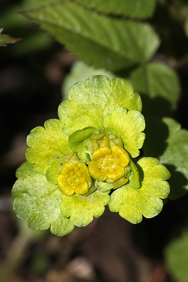 Изображение особи Chrysosplenium alternifolium.