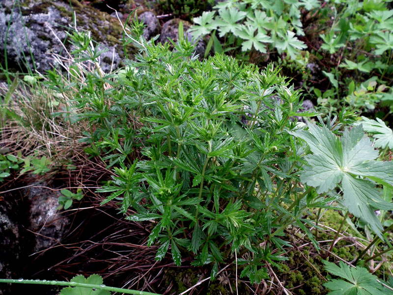 Image of Potentilla erecta specimen.