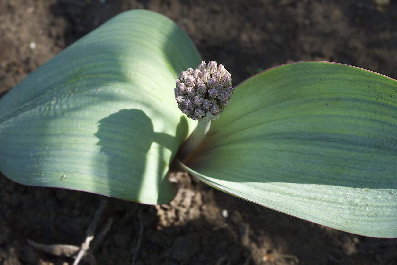 Изображение особи Allium karataviense ssp. henrikii.