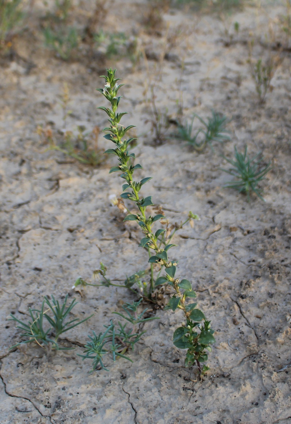 Изображение особи Chaenorhinum spicatum.