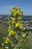 Verbascum lychnitis. Верхушка зацветающего растения. Крым, Симферополь, Марьино, степной склон. 12.06.2019.