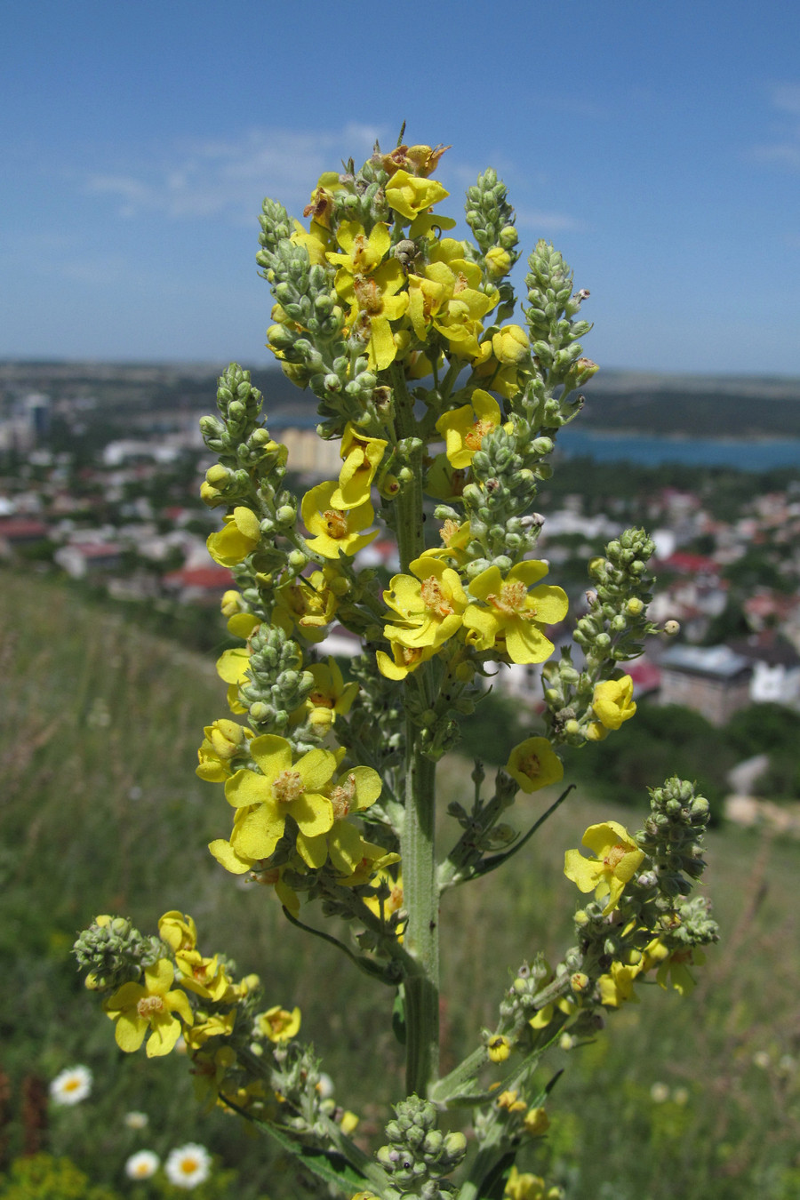 Изображение особи Verbascum lychnitis.