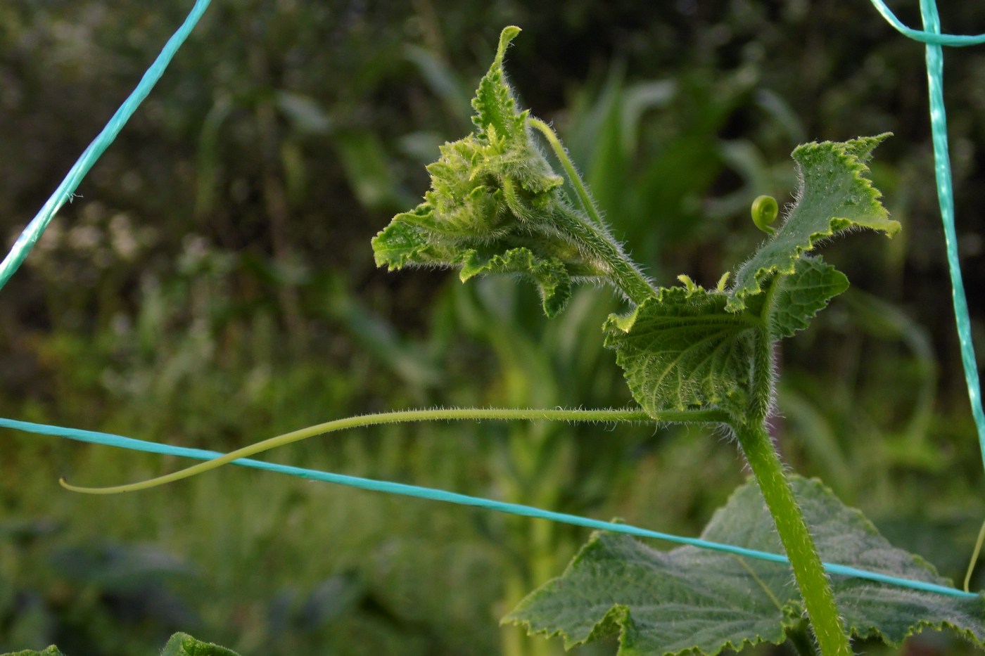 Изображение особи Cucumis sativus.