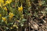 Scutellaria comosa