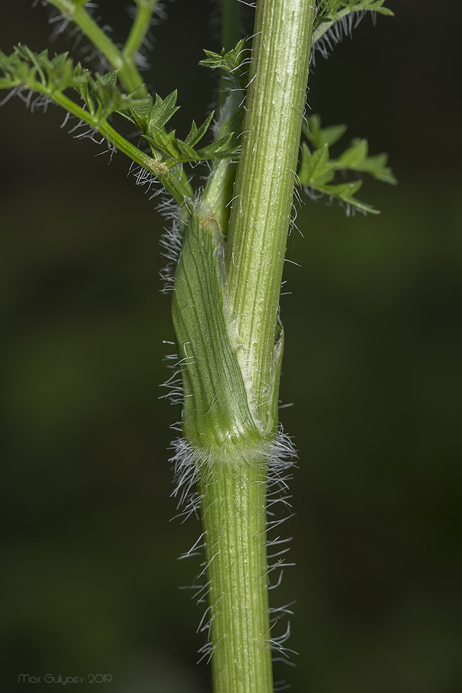 Image of Laserpitium hispidum specimen.