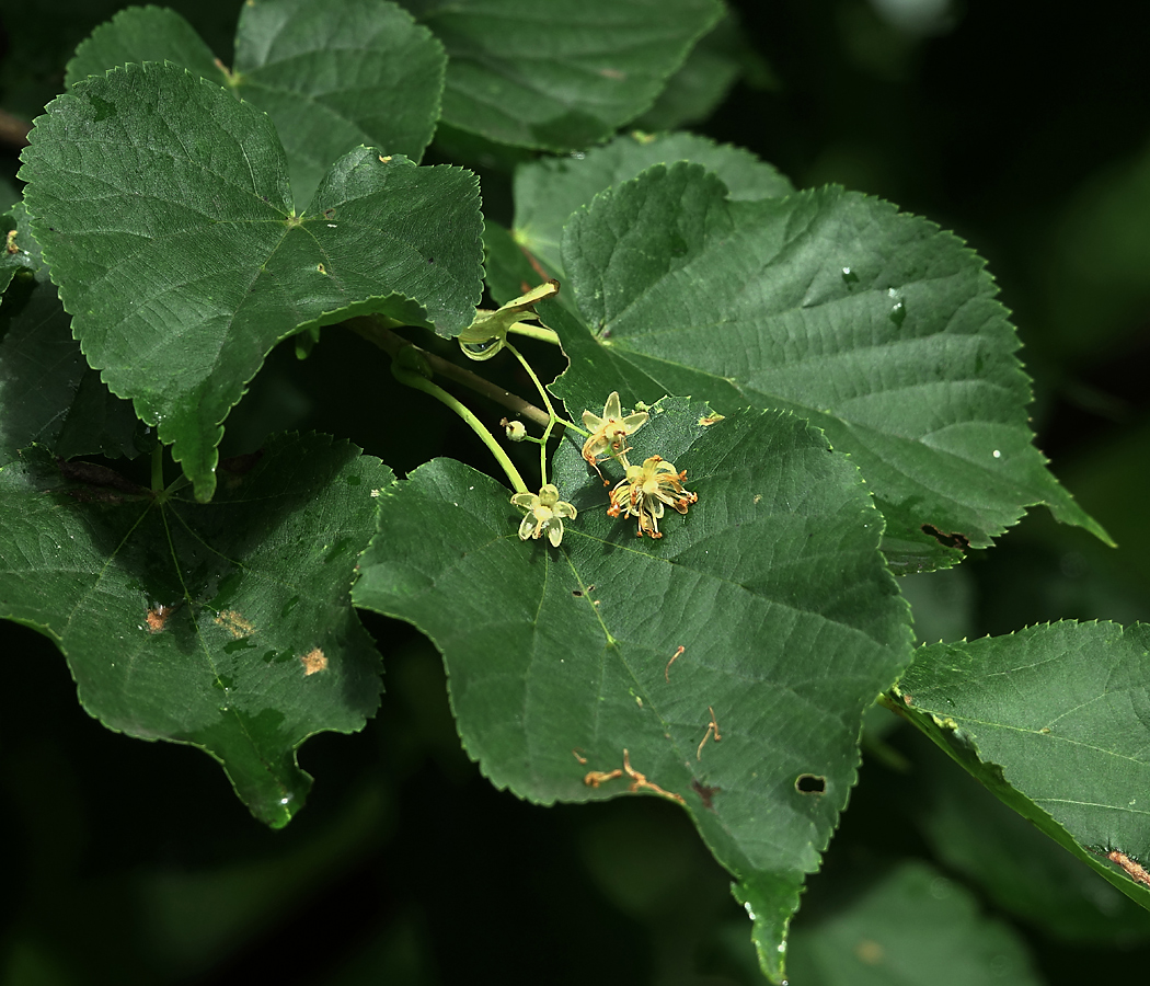 Изображение особи Tilia cordata.