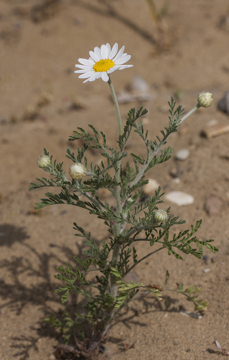 Изображение особи Anthemis ruthenica.