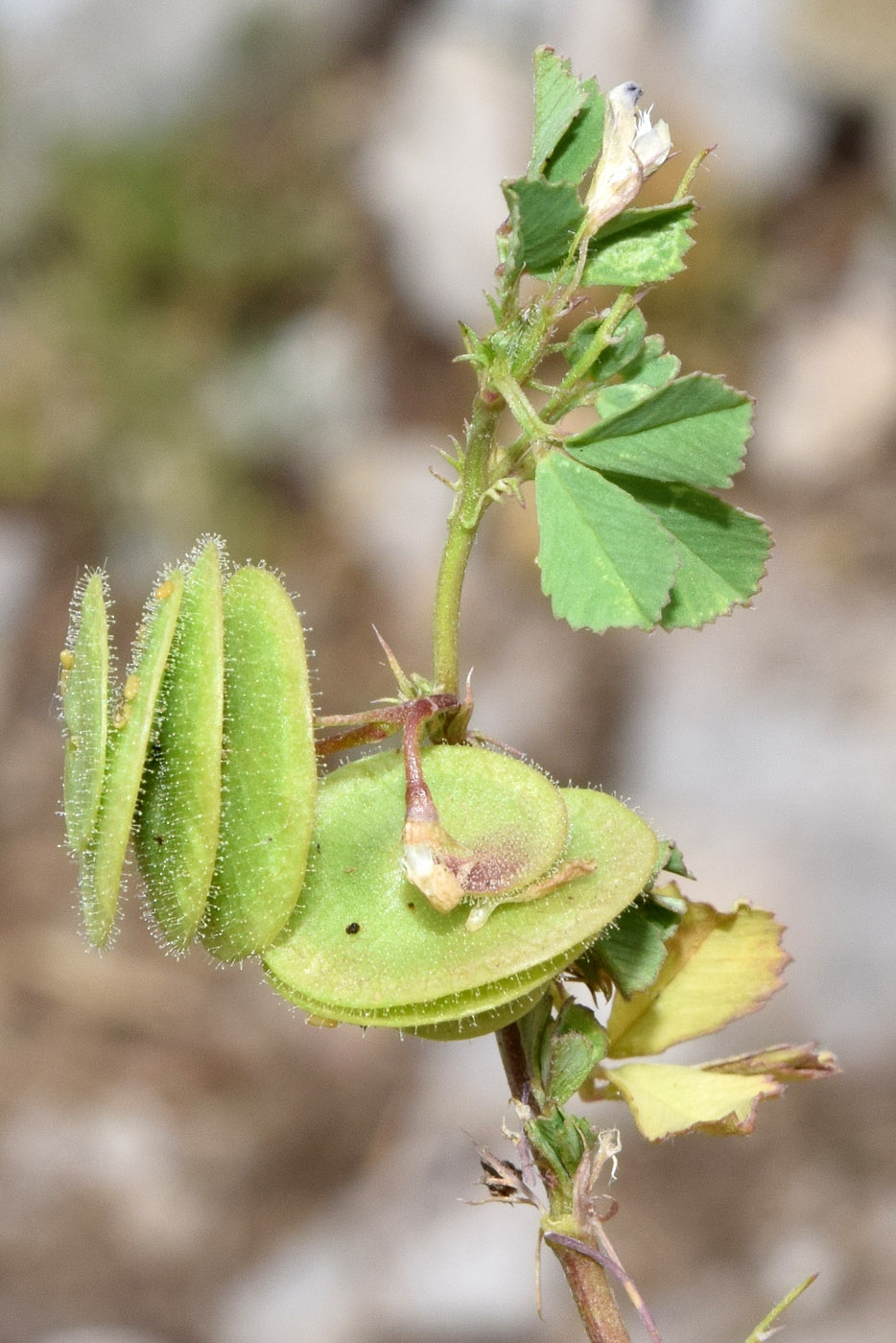 Image of Medicago orbicularis specimen.