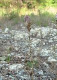 Carthamus glaucus