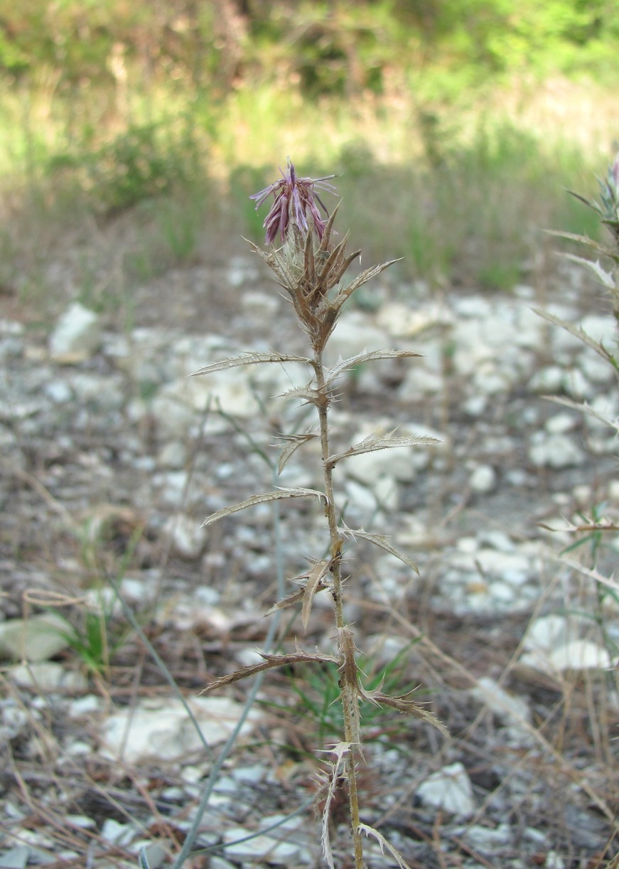 Изображение особи Carthamus glaucus.