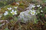 Cerastium purpurascens. Цветущие растения. Республика Адыгея, Майкопский р-н, окр. с. Новопрохладное (Сахрай), хр. Передовой, сев. склон горы Большой Тхач, ур. Княжеская поляна, 1730 м н.у.м., скальные выходы. 26.05.2019.