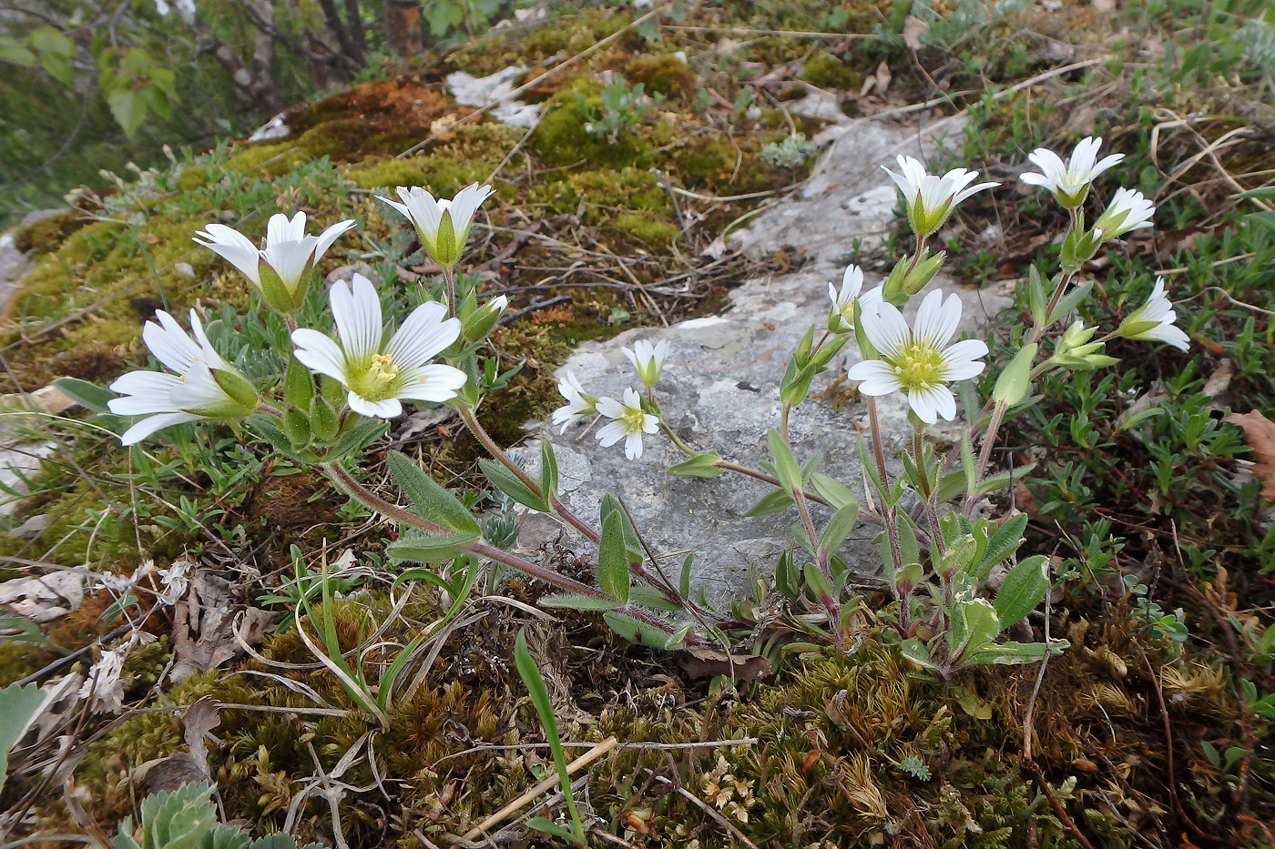 Image of Cerastium purpurascens specimen.