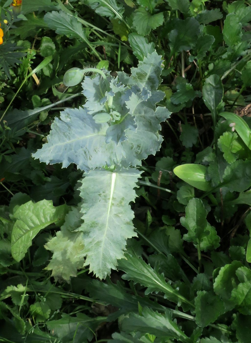 Image of Papaver somniferum specimen.