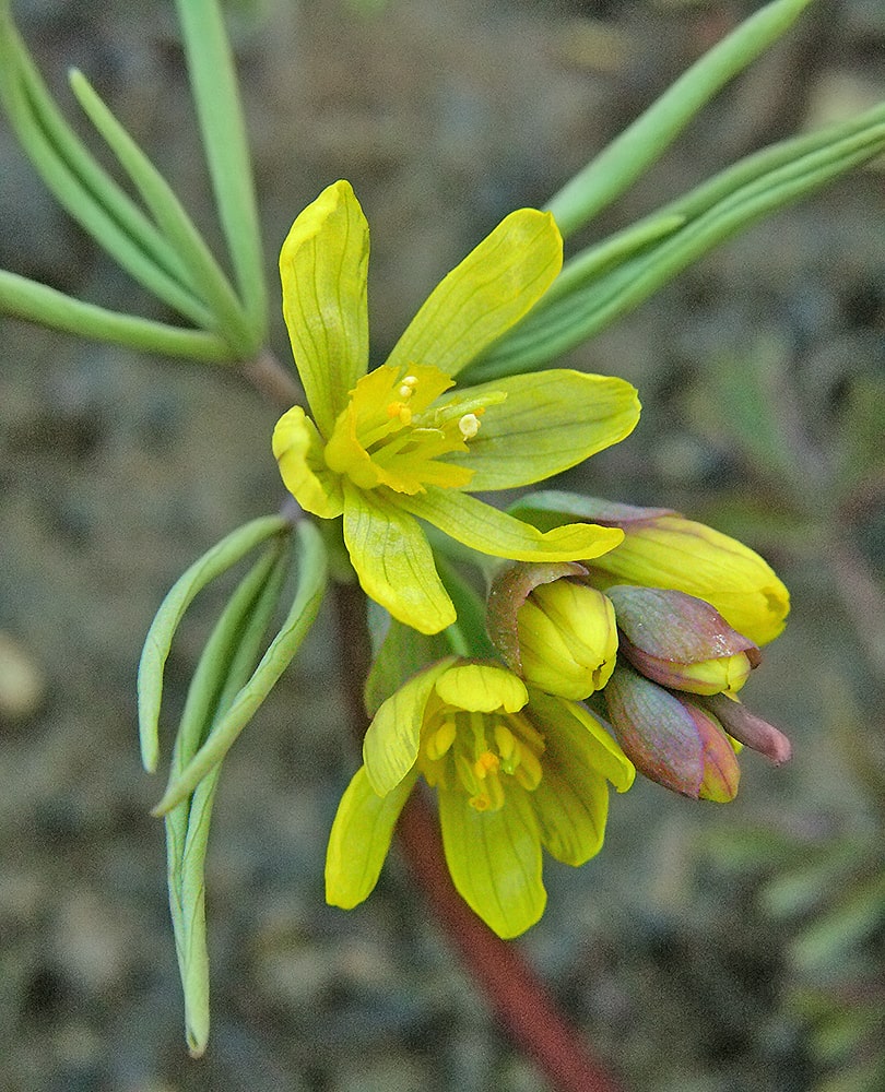 Изображение особи Gymnospermium altaicum.