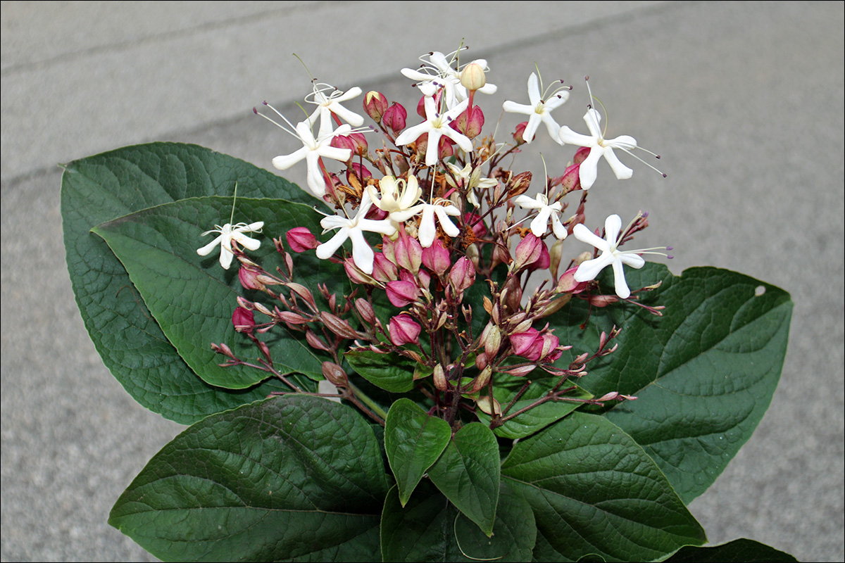 Изображение особи Clerodendrum trichotomum.