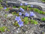 Campanula lasiocarpa