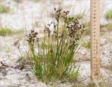 Juncus articulatus. Плодоносящее растение. Беларусь, Витебская обл., дер. Сурмино, песчаный берег озера. 30.07.2019.