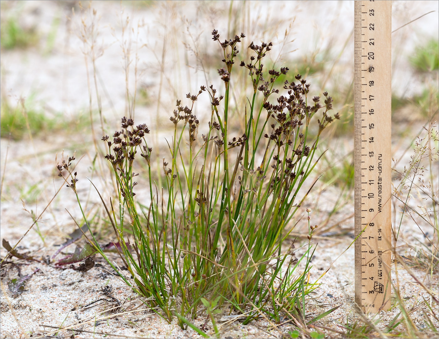 Image of Juncus articulatus specimen.