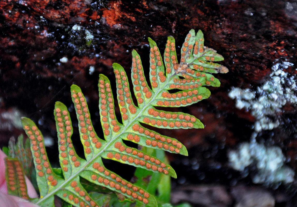 Image of Polypodium vulgare specimen.