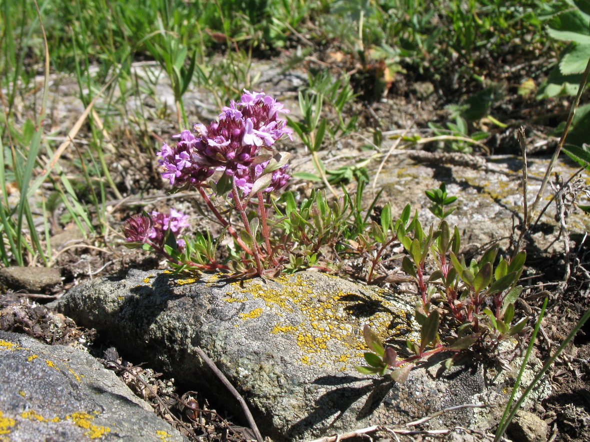 Изображение особи Thymus mongolicus.