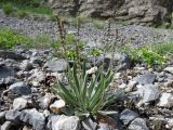 Plantago arachnoidea. Цветущее растение на каменистой россыпи. Казахстан, Туркестанская обл., Толебийский р-н, территория Сайрам-Угамского национального парка; Угамский хр., верховья р. Сайрам-Су, ≈ 2500 м н.у.м. 03.07.2019.