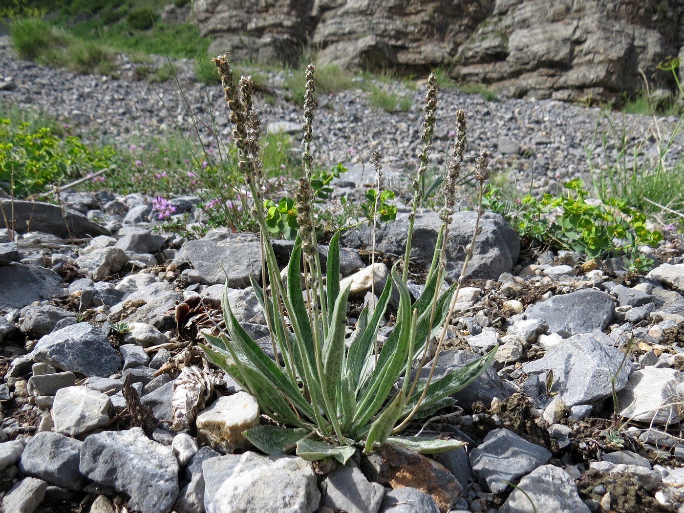 Изображение особи Plantago arachnoidea.