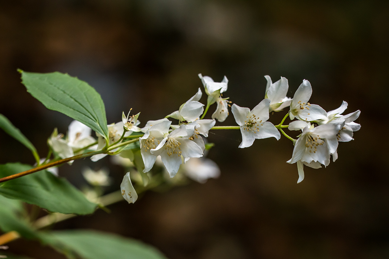 Image of Philadelphus caucasicus specimen.