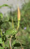 Oenothera glazioviana. Верхушка побега с бутонами. Испания, Каталония, пров. Барселона, комарка Осона, муниципалитет Виланова-де-Сау, окр. водохранилища Сау, канава вдоль горной дороги. 15.09.2019.