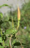 Oenothera glazioviana. Верхушка побега с бутонами. Испания, автономное сообщество Каталония, провинция Барселона, комарка Осона, муниципалитет Виланова-де-Сау, окр. водохранилища Сау, канава вдоль горной дороги. 15.09.2019.