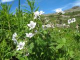 Geranium albiflorum. Верхушка цветущего мужского растения. Казахстан, Центральный Алтай, окр. оз. Рахмановское, ≈ 1900 м н.у.м., разнотравный луг на склоне южн. экспозиции. 26 июня 2019 г.