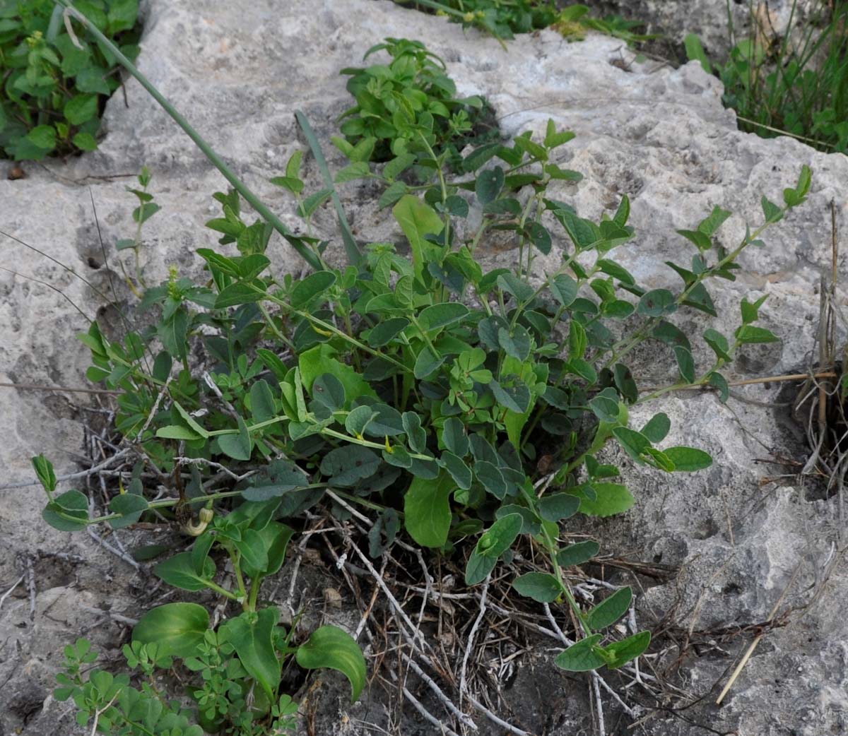 Изображение особи Aristolochia parvifolia.