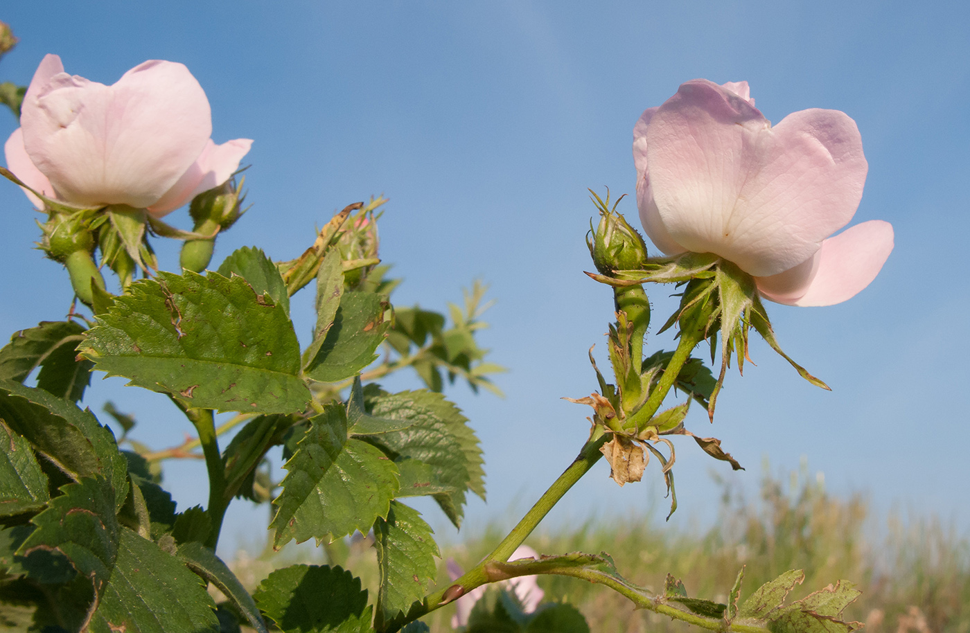 Изображение особи Rosa corymbifera.