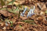 Corydalis ambigua. Верхушка побега с соцветием и сидящей осой. Приморский край, Уссурийский гор. округ, окр. с. Монакино, широколиственное редколесье. 01.05.2017.