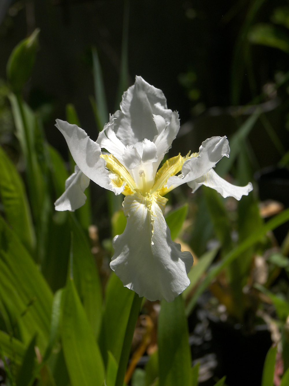 Изображение особи Iris tectorum.