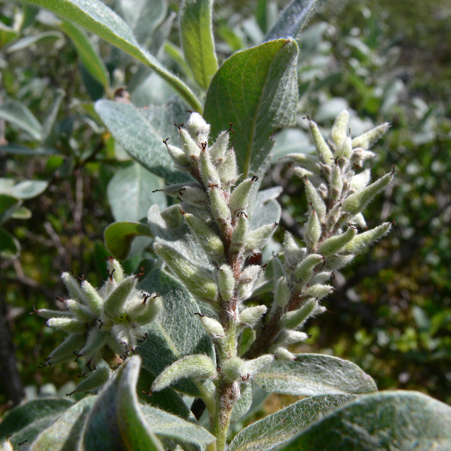 Изображение особи Salix glauca.