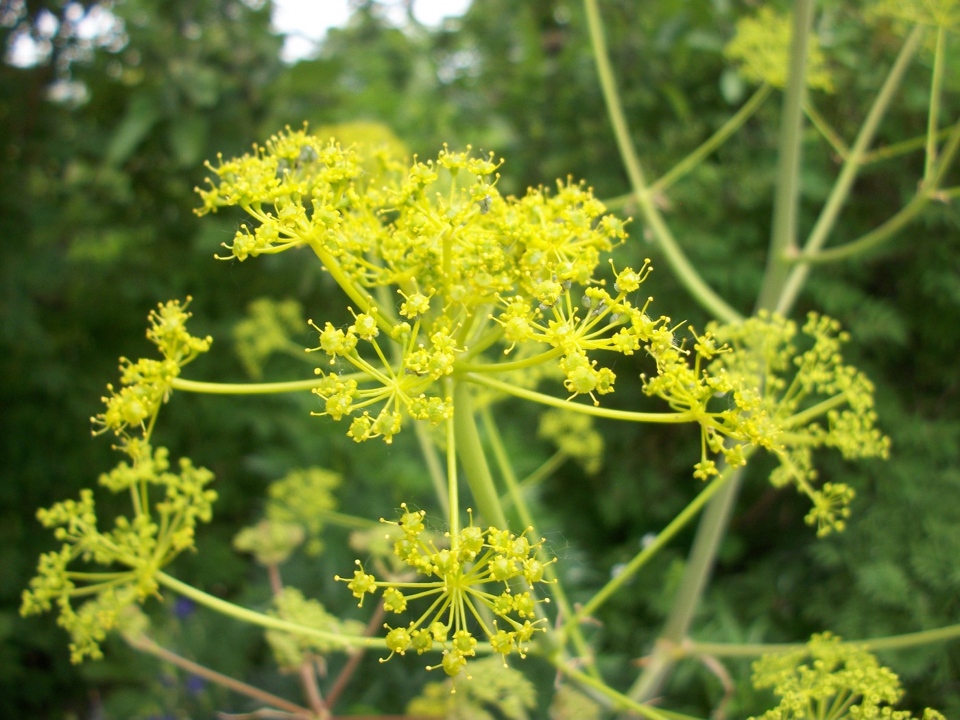 Изображение особи Ferula juniperina.