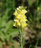 Linaria vulgaris