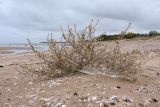 Corispermum leptopterum. Плодоносящее растение. Псковская обл., Гдовский р-н, окр. дер. Кленно; берег Чудского оз., песчаный пляж. 06.10.2019.