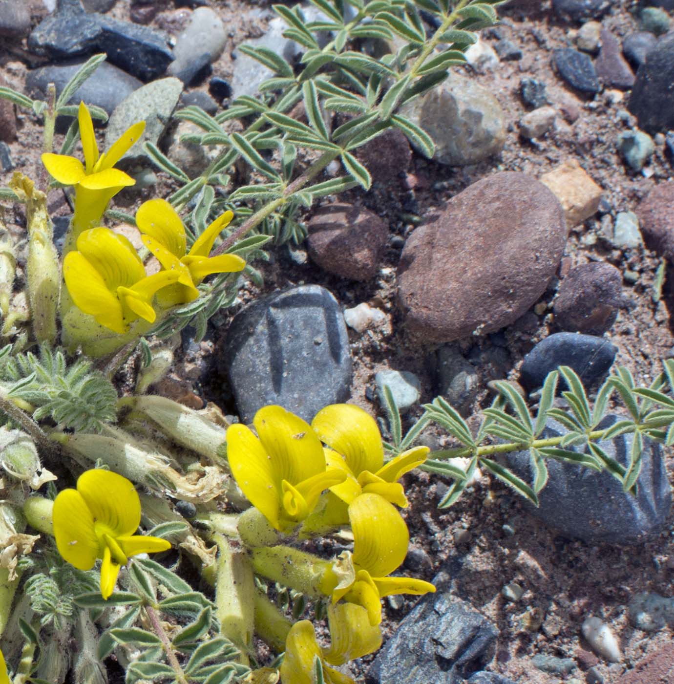 Изображение особи Astragalus alaicus.