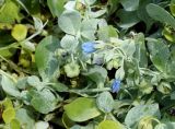 Mertensia maritima. Части побегов с цветками и плодами. Приморский край, Владивостокский ГО, о. Рикорда, юго-восточное побережье, бухта Восточная, на границе галечникового пляжа. 03.08.2019.