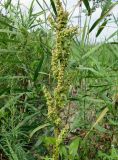 Rumex crispus