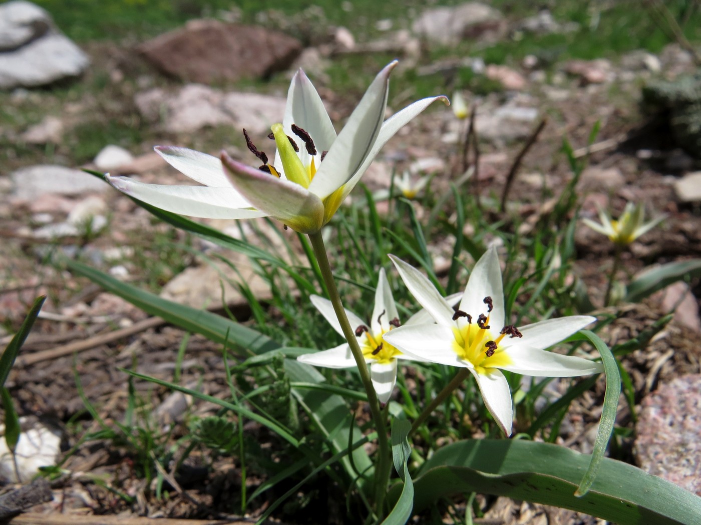 Изображение особи Tulipa bifloriformis.