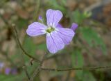 Dontostemon hispidus. Цветок и плоды. Приморский край, Партизанский р-н, пос. Волчанец, побережье, около дороги. 30.07.2019.