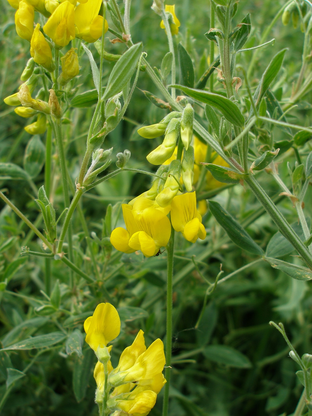 Изображение особи Lathyrus pratensis.