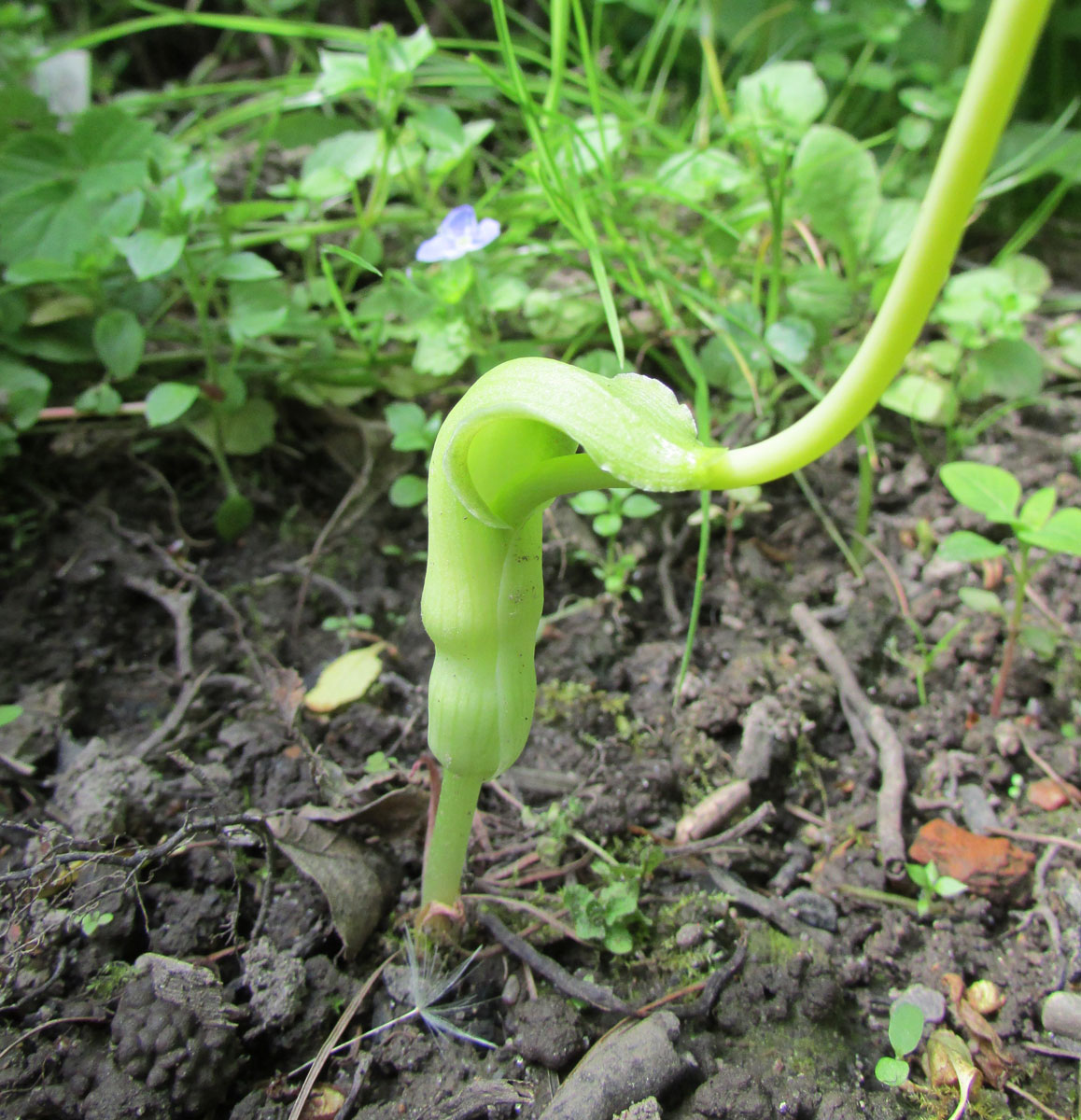 Изображение особи Pinellia peltata.