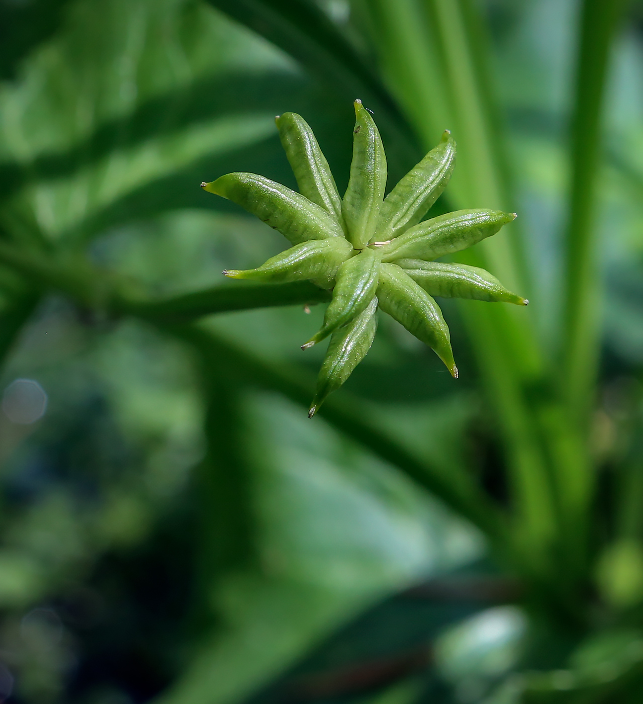 Изображение особи Caltha palustris.