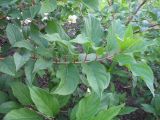 Hydrangea paniculata