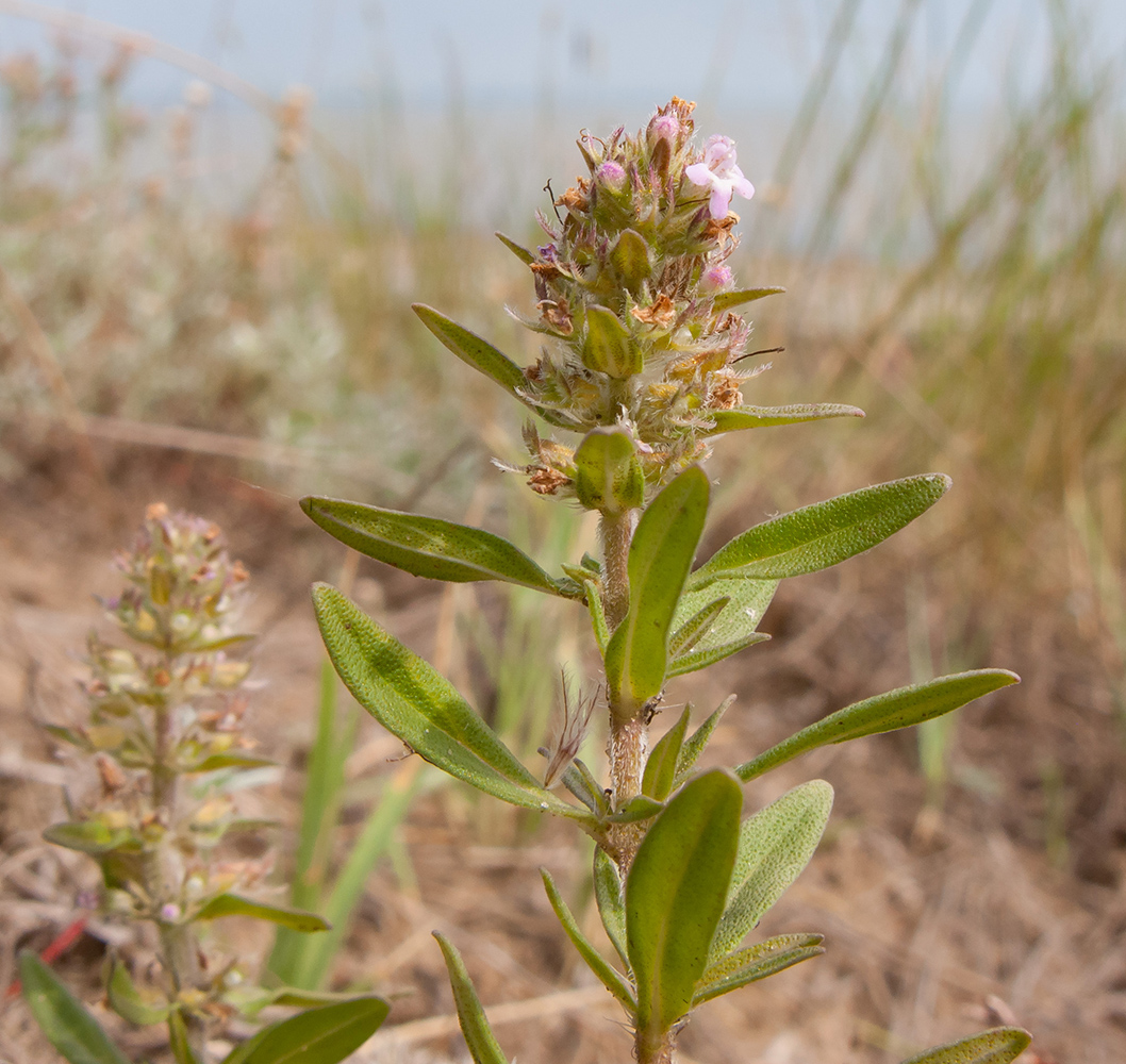 Изображение особи Thymus &times; dimorphus.